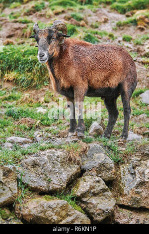 Ram auf Steine Stockfoto