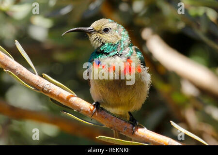 Ein neu ausgestattetes Südlichen Doppel-collared Sunbird sitzen auf einem Zweig in der Nähe ihr Nest in Kirstenbosch National Botanical Gardens in Kapstadt. Stockfoto