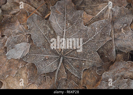 Gefallenen Maple Maple Leaf mit Rauhreif Makro abgedeckt Stockfoto