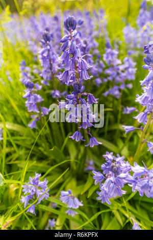 Ein Büschel des native Bluebells in einem kleinen bewaldeten Copse in Südengland. Stockfoto