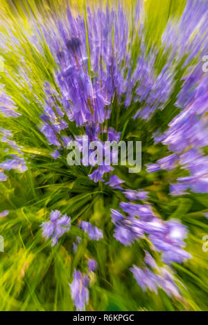 Ein Büschel des native Bluebells in einem kleinen bewaldeten Copse in Südengland. Stockfoto