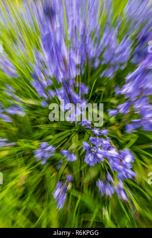 Ein Büschel des native Bluebells in einem kleinen bewaldeten Copse in Südengland. Stockfoto