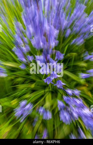 Ein Büschel des native Bluebells in einem kleinen bewaldeten Copse in Südengland. Stockfoto