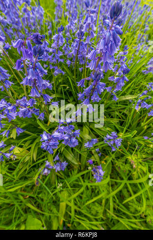 Ein Büschel des native Bluebells in einem kleinen bewaldeten Copse in Südengland. Stockfoto