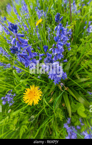 Ein Büschel des native Bluebells in einem kleinen bewaldeten Copse in Südengland. Stockfoto