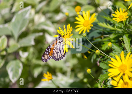 Bunte monarch butterfly auf Gelb daisy Sitzen mit Laub als Hintergrund Stockfoto