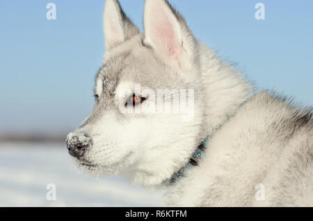 Siberian husky hunde Welpen graue und weiße Seite closeup Blue und Sky getonten Bild Stockfoto