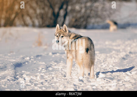 Siberian husky hunde Welpen Grau und Weiß stehend Zurück im Winter Wiese getonten Bild suchen Stockfoto