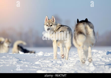 Hunde pack vier Sibirische Schlittenhunde Spaß hawing im Schnee Welpe Grau und Weiß im Winter Wiese Stockfoto