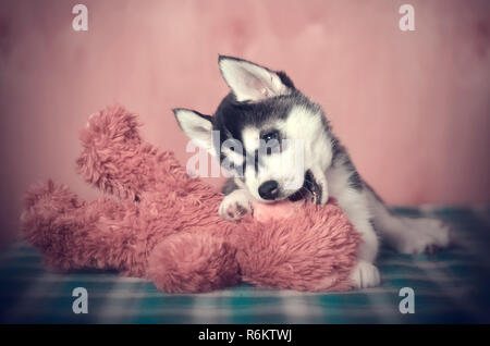 Welpen spielen mit braunen Plüsch Spielzeug tragen. Reinrassige Siberian husky. Stockfoto