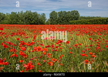 Mohn im Kornfeld im Sommer. Weizen Feld mit Mohnblumen in der Nähe von Maubec, Provence, Luberon, Vaucluse, Frankreich Stockfoto