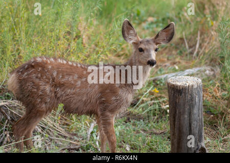 Mule Deer fawn Stockfoto