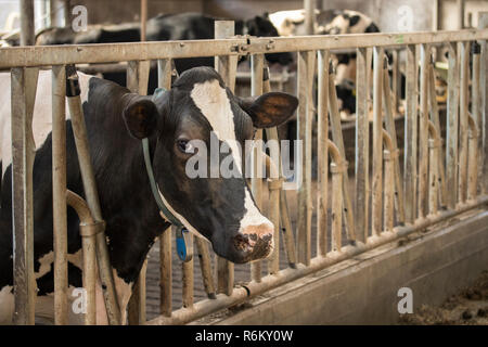 Milch Kuh in Scheune Essen Stockfoto