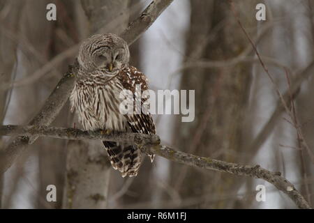 Eule im Wald/Chouette rieuse En Foret Stockfoto