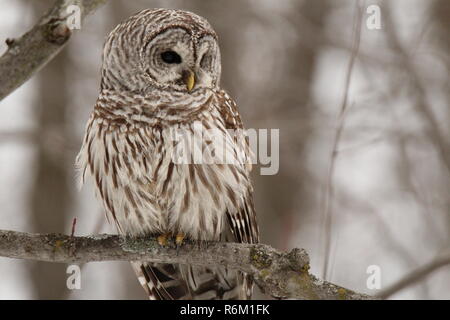 Eule im Wald/Chouette rieuse En Foret Stockfoto