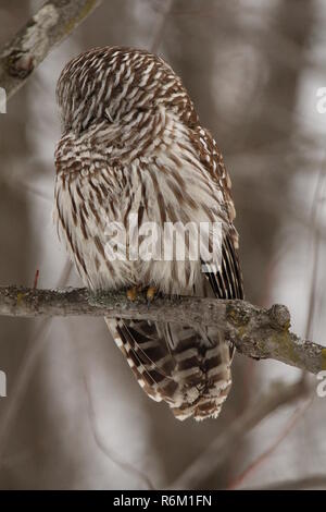 Eule im Wald/Chouette rieuse En Foret Stockfoto