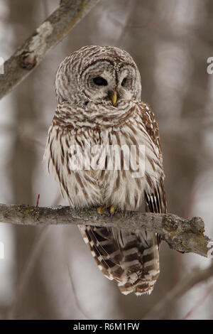 Eule im Wald/Chouette rieuse En Foret Stockfoto