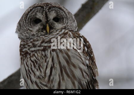 Eule im Wald/Chouette rieuse En Foret Stockfoto