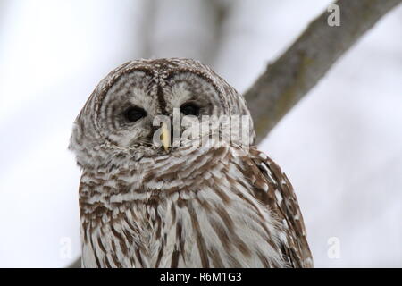 Eule im Wald/Chouette rieuse En Foret Stockfoto