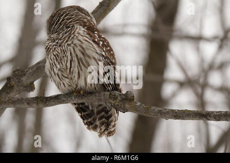 Eule im Wald/Chouette rieuse En Foret Stockfoto