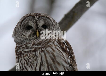 Eule im Wald/Chouette rieuse En Foret Stockfoto
