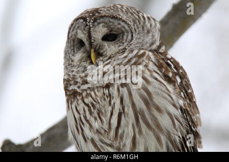 Eule im Wald/Chouette rieuse En Foret Stockfoto