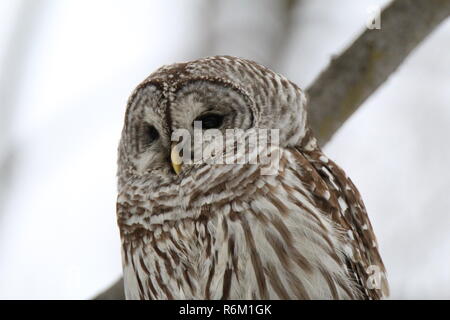 Eule im Wald/Chouette rieuse En Foret Stockfoto