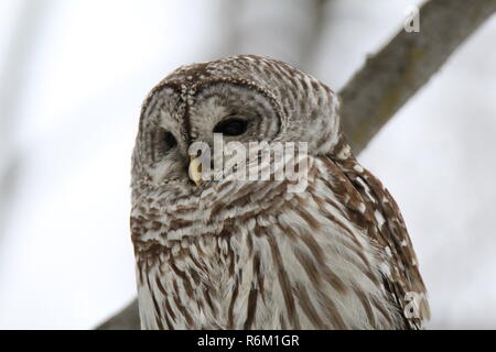 Eule im Wald/Chouette rieuse En Foret Stockfoto