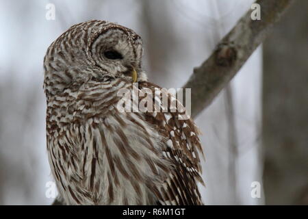 Eule im Wald/Chouette rieuse En Foret Stockfoto