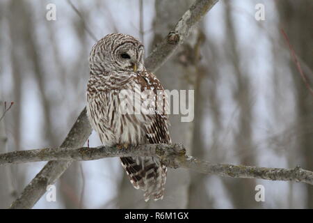 Eule im Wald/Chouette rieuse En Foret Stockfoto