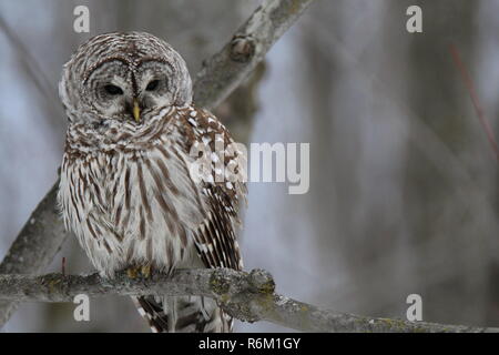 Eule im Wald/Chouette rieuse En Foret Stockfoto