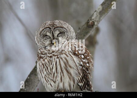 Eule im Wald/Chouette rieuse En Foret Stockfoto