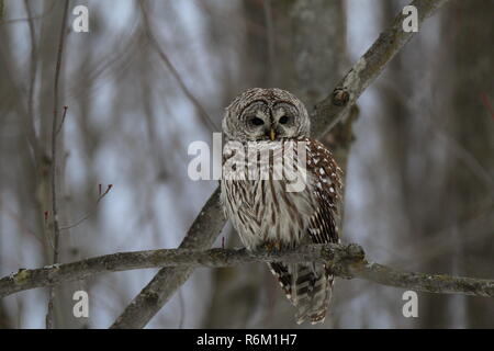 Eule im Wald/Chouette rieuse En Foret Stockfoto