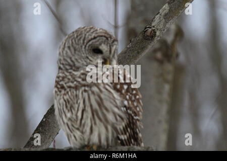 Eule im Wald/Chouette rieuse En Foret Stockfoto