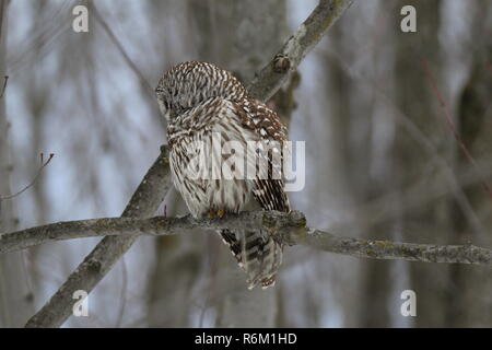 Eule im Wald/Chouette rieuse En Foret Stockfoto