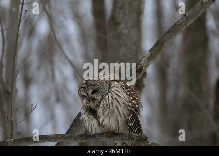 Eule im Wald/Chouette rieuse En Foret Stockfoto