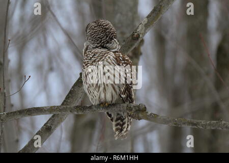 Eule im Wald/Chouette rieuse En Foret Stockfoto