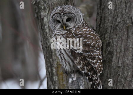 Eule im Wald/Chouette rieuse En Foret Stockfoto