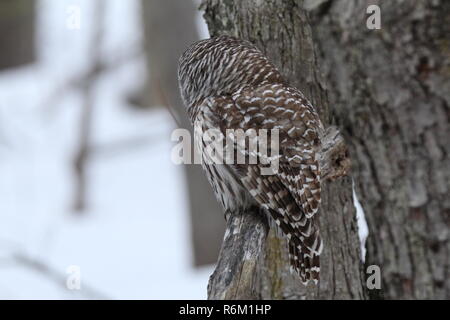 Eule im Wald/Chouette rieuse En Foret Stockfoto