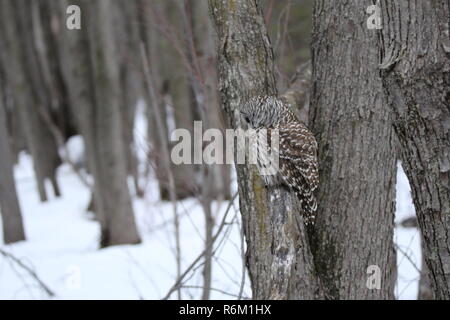Eule im Wald/Chouette rieuse En Foret Stockfoto
