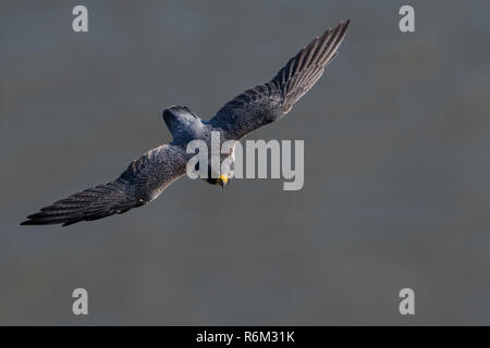 Wanderfalke Flug Blick von oben Stockfoto