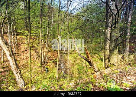 Grünen sonnigen Frühling, Buche und Hainbuche. Mountain Creek Stockfoto