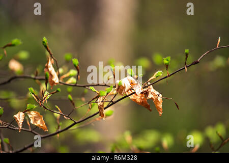 Erste Frühling sanfte grüne Blätter, Knospen und Zweige Makro Stockfoto