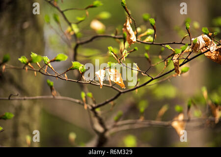 Erste Frühling und alten sanften Blätter Stockfoto