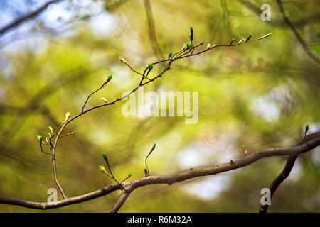 Erste Frühling sanfte grüne Blätter, Knospen und Zweige Makro Stockfoto