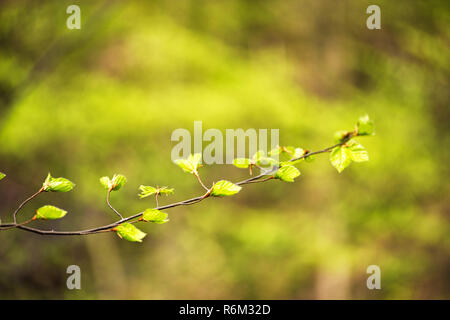 Erste Frühling sanfte grüne Blätter, Knospen und Zweige Makro Stockfoto