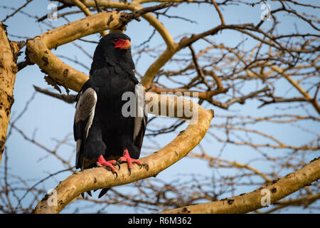 Sie Adler auf dicken Zweig vor starren Stockfoto