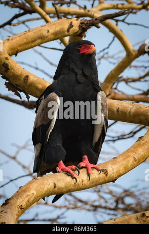 Sie Adler auf dicken Zweig starrt heraus Stockfoto