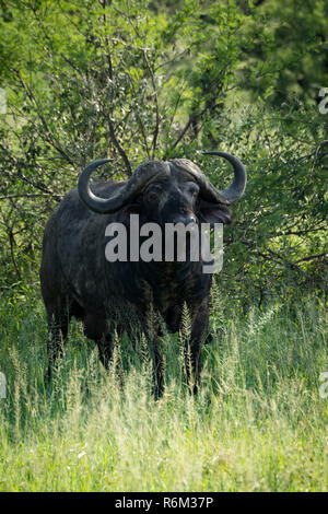 Büffel Gesichter Kamera neben Sträuchern Stockfoto