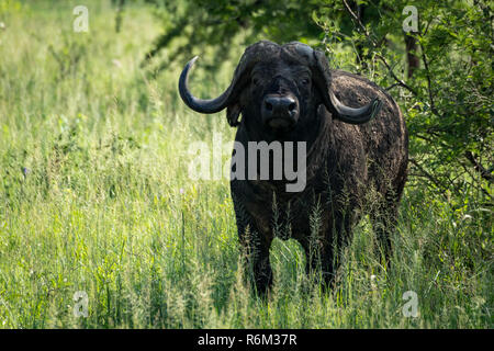 Büffel Gesichter Kamera von langen Gras Stockfoto